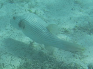 グアムシュノーケリングさかな図鑑 熱帯魚一覧